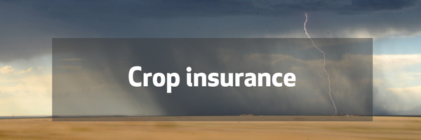 GS Insurance, multi peril crop insurance, Trundle, NSW, Central West